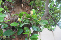 Artocarpus heterophyllus